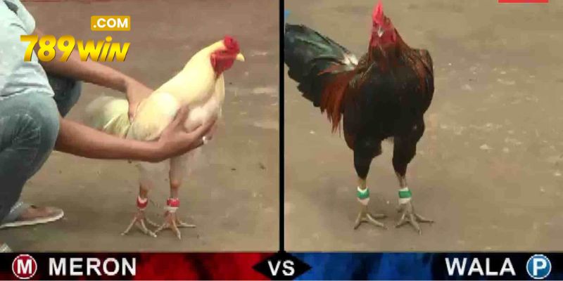 Đá Gà 789WIN – Bắt Trọn Từng Khoảnh Khắc Trên Sới Đấu Thông tin về danh mục đá gà 789WIN