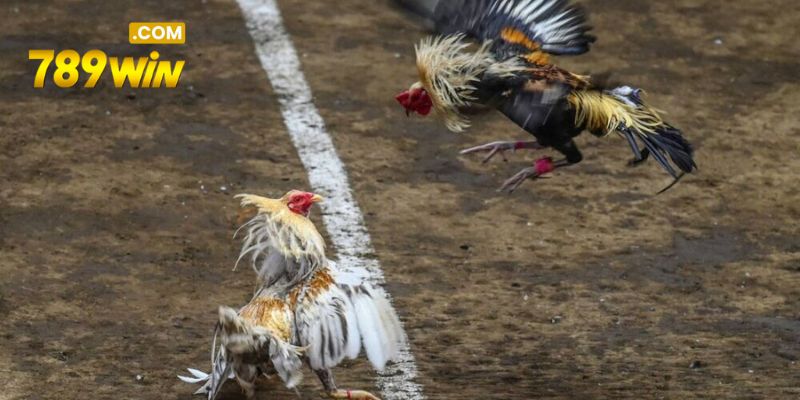 Đá Gà 789WIN – Bắt Trọn Từng Khoảnh Khắc Trên Sới Đấu Người chơi có thể lựa chọn đá gà cựa dao để tham gia cá độ